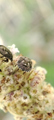 Sciocoris maculatus