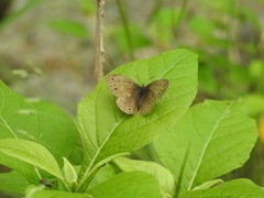 Megisto cymela cymela