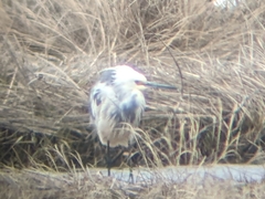 Egretta thula × tricolor