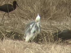 Egretta thula × tricolor