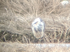 Egretta thula × tricolor