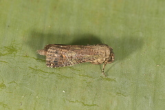 Tachuda albosigma