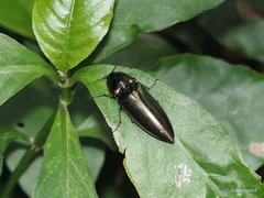 Campsosternus auratus