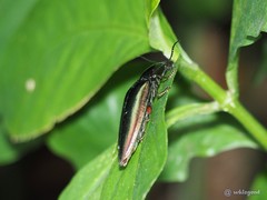 Campsosternus auratus