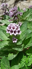 Physochlaina orientalis