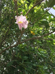 Tabebuia