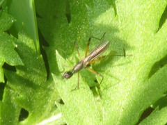 Micropeza corrigiolata