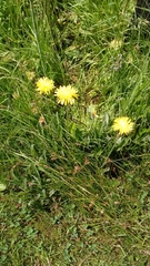 Cichorieae