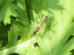 Micropeza corrigiolata
