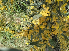 Acacia saligna