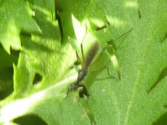 Micropeza corrigiolata
