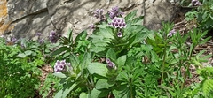 Physochlaina orientalis