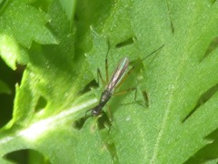 Micropeza corrigiolata
