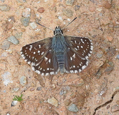 Spialia orbifer