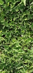 Trifolium subterraneum