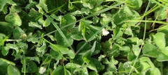 Trifolium subterraneum