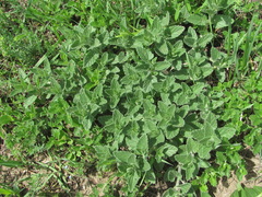 Nepeta parviflora
