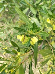 Dodonaea viscosa