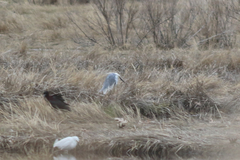Egretta thula × tricolor