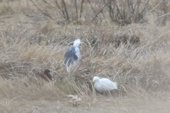 Egretta thula × tricolor