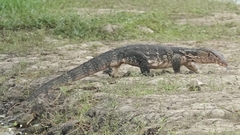 Varanus salvator