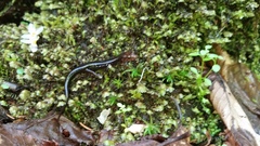 Desmognathus imitator