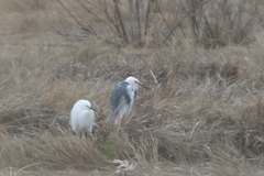 Egretta thula × tricolor