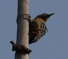 Dendrocopos macei
