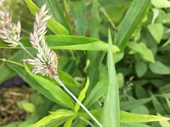 Leptopterna dolabrata