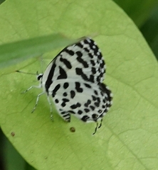 Castalius rosimon