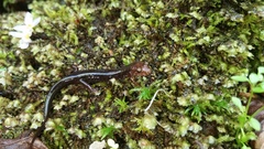 Desmognathus imitator