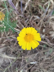 Glebionis coronaria