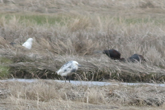 Egretta thula × tricolor