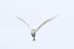Egretta thula × tricolor