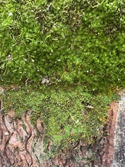 Tortula muralis