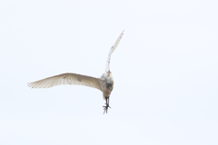 Egretta thula × tricolor