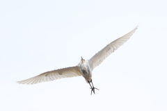 Egretta thula × tricolor