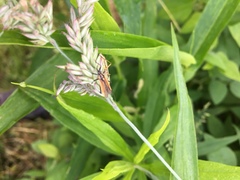 Leptopterna dolabrata