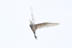 Egretta thula × tricolor