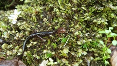 Desmognathus imitator