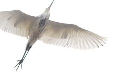 Egretta thula × tricolor