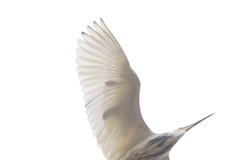 Egretta thula × tricolor