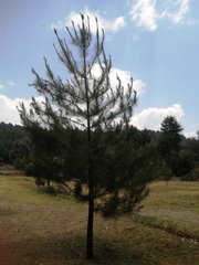 Pinus greggii