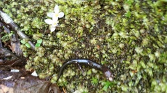 Desmognathus imitator