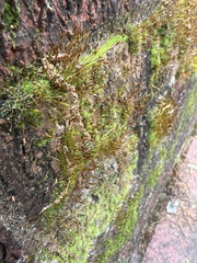 Tortula muralis