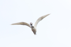 Egretta thula × tricolor
