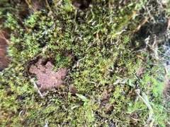 Tortula muralis