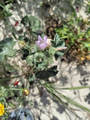 Malva parviflora