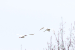 Egretta thula × tricolor