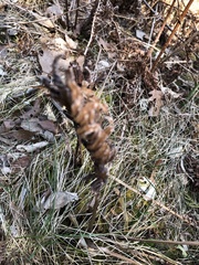 Onocleaceae